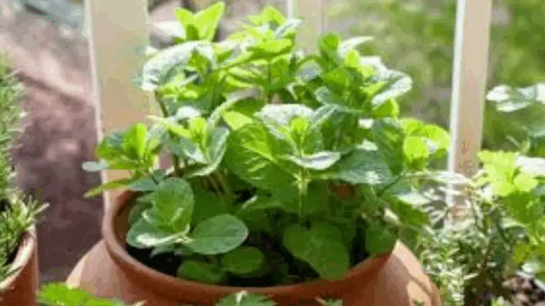 ¡Cultiva Menta en Tu Propio Hogar! Guía para Cultivar Menta en tu Balcón