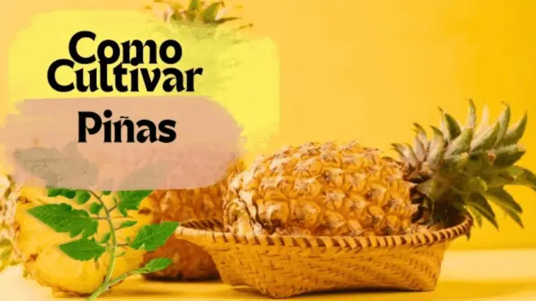 Cómo Cultivar Piñas en Casa: Guía Fácil en 10 Pasos
