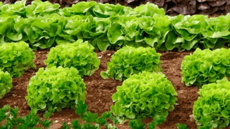 La Receta del Jardín de Ensueño: Fertilizante Casero que Hace Crecer Cualquier Lechuga Como Hierba