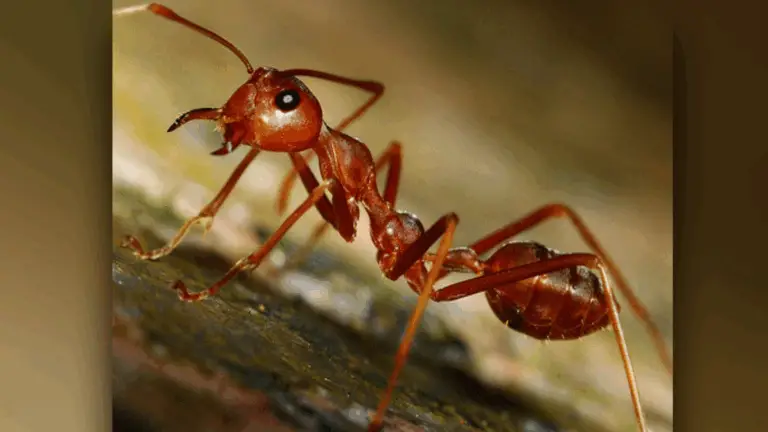 El Poder de la Unidad: Una Reflexión Profunda Inspirada en las Hormigas