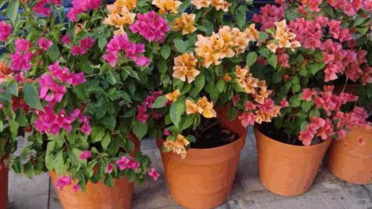 Guía Práctica para Cultivar Bougainvilleas en Macetas y Lograr una Floración Continua