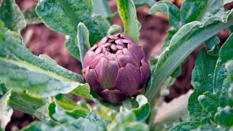 El Número 5 es el Más Sabroso: 9 Vegetales Perennes que Puedes Plantar y Cosechar Durante Décadas