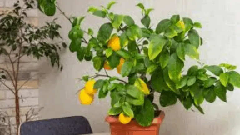 Cómo mantener tu árbol de limón en flor todo el año con este elixir casero