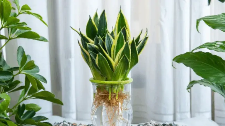 Cómo multiplicar fácilmente tu Sansevieria: maneras rápidas y sencillas de hacer crecer más plantas desde una sola