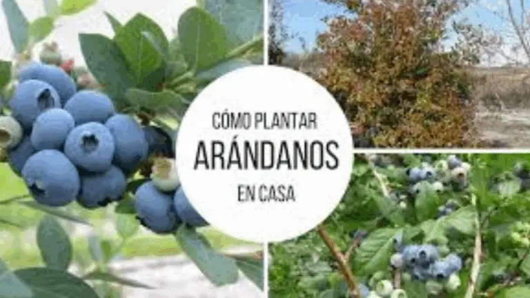 Cómo plantar arándanos en casa para cosechar infinidad de ellos y olvidarte de comprarlos
