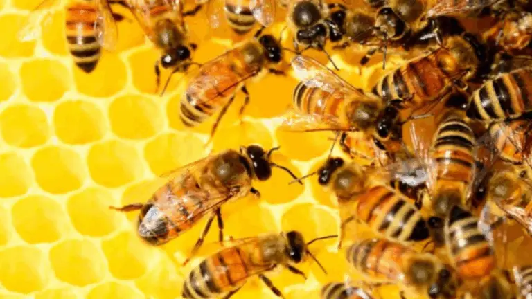 LES ABEJAS GUARDAN UNA SABIDURÍA OCULTA