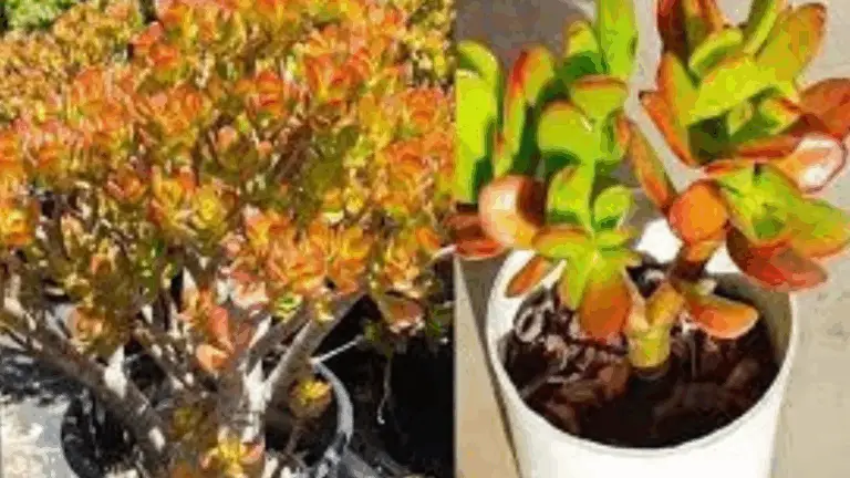 CUIDADO Y PROPAGACIÓN DE LA CRASSULA OVATA: UN TESORO QUE NO DEBERÍAS PERDER