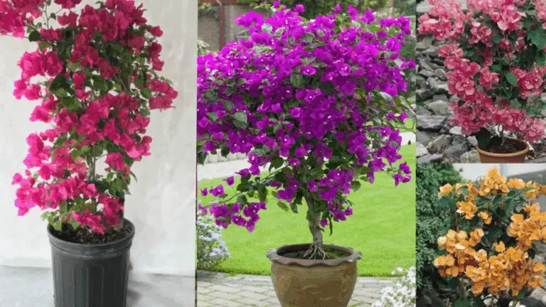 CÓMO HACER QUE TU BOLÍGANO BRILLE CON FLORES DESLUMBRANTES: CONSEJOS SENCILLOS DE CUIDADO Y PODA