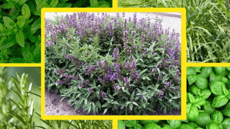 LÁNTAS DE CONTENEDORES QUE MANTIENEN ALEJADOS A LOS MOSQUITOS