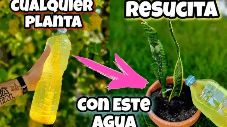 ¡Nunca usarás otro fertilizante mejor que este! Solo con 2 ingredientes…