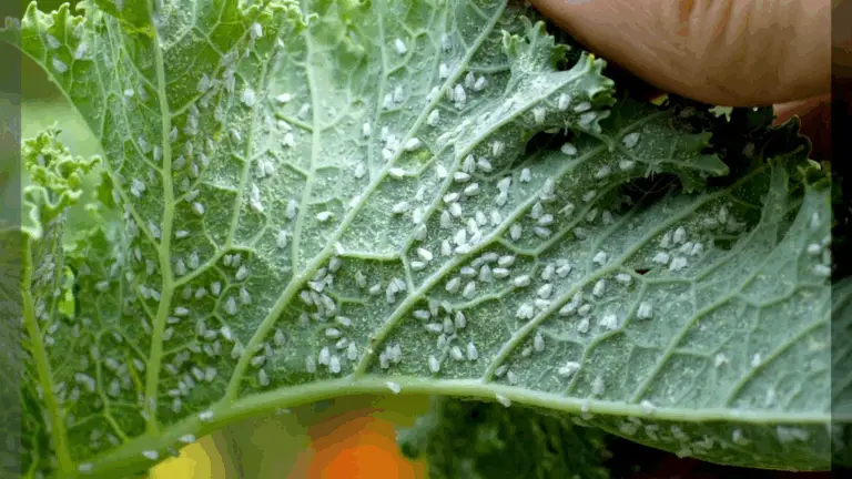 Adiós a las plagas: elimina cochinillas, pulgones, caracoles y otros dañinos de tus plantas con un producto natural