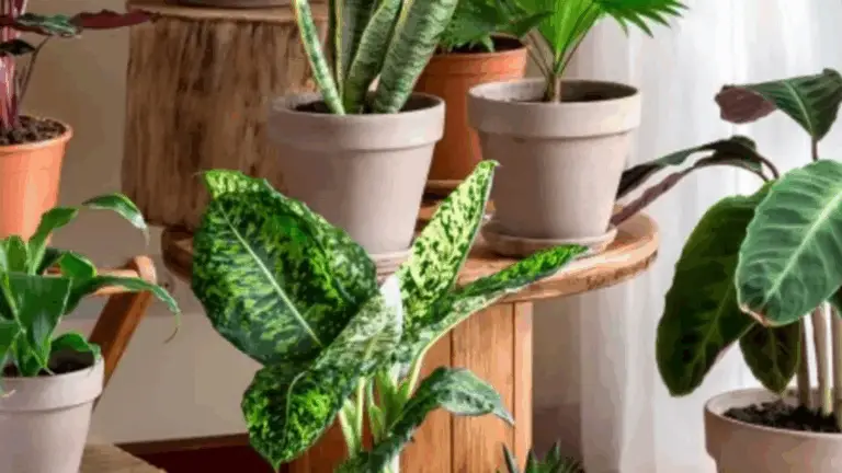 Rodearse de plantas: una forma de llenar tu vida de paz, energía y belleza