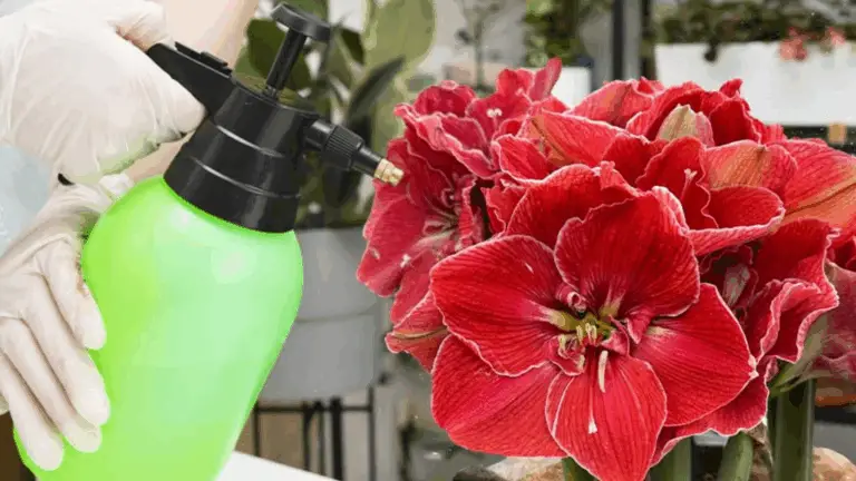 Magnífica planta de amaryllis en el jardín: Guía completa para su cuidado y belleza