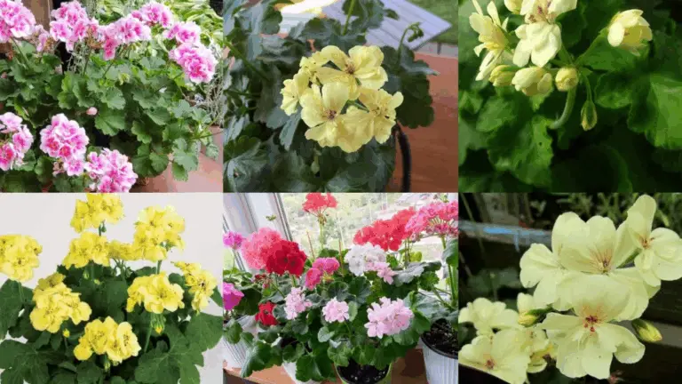 Geranio Amarillo: La Planta Captivante que Ilumina Tu Hogar y Jardín