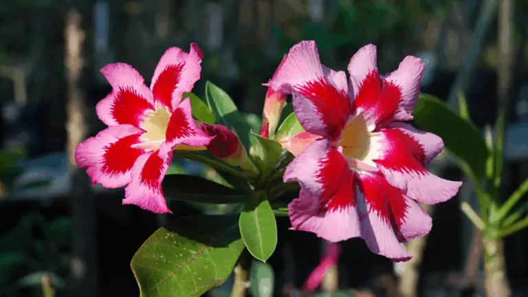 Belleza de Floración en Rosa del Desierto Adenium: Guía Completa para Observar su Esplendor