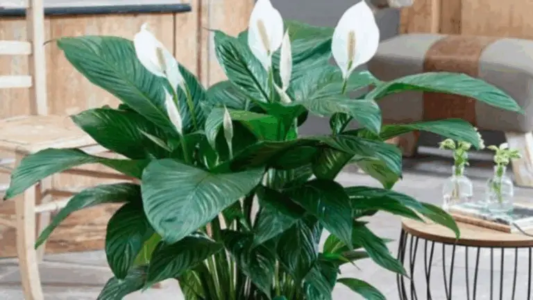 Lily de Paz: El Elixir Natural que Hará Florecer tus Hojas y Revitalizará tu Planta