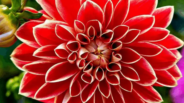 Dalia Fleur: La Flor que Enamora con su Elegancia y Colorido 🎨🌺