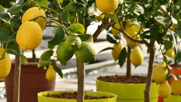 ¡Aprende Cómo Cultivar un Limón en Maceta y Cosechar Frutas en Solo 4 Meses!