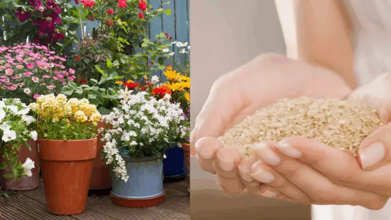 Con Este Ingrediente, Tus Plantas Tendrán Raíces Fuertes y Flores Insuperables Durante Todo el Año