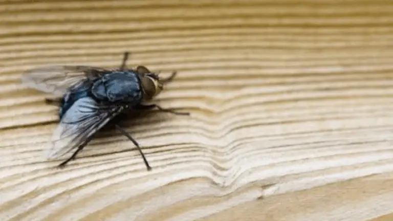 Cómo Eliminar Moscas en Tu Hogar en Solo 2 Minutos con una Solución Natural y Efectiva