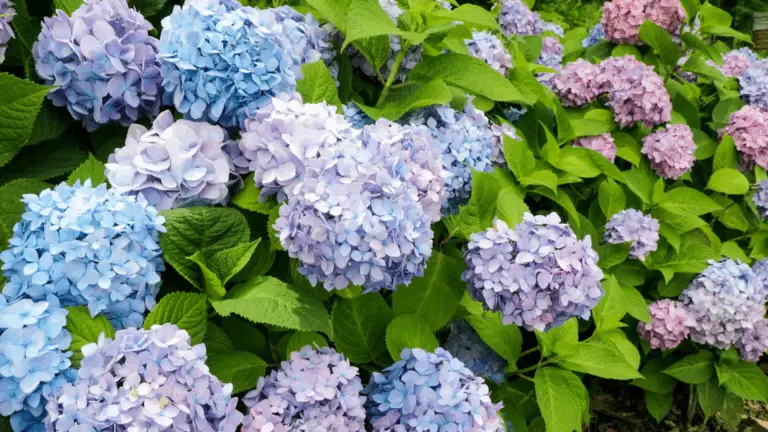 El Cultivo de Hortensias: Consejos Para Cuidar y Disfrutar de Estas Hermosas Flores