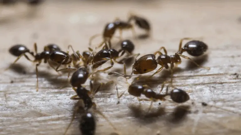 ADIOS A LAS PULGAS, HORMIGAS Y CUCARACHAS ¡PARA SIEMPRE!