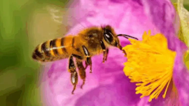 LAS ABEJAS HACEN UN TRABAJO EXTRAORDINARIO