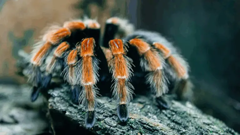 GUÍA DE SEGURIDAD SOBRE ARAÑAS: ¡CONOCE CUÁLES SON PELIGROSAS!