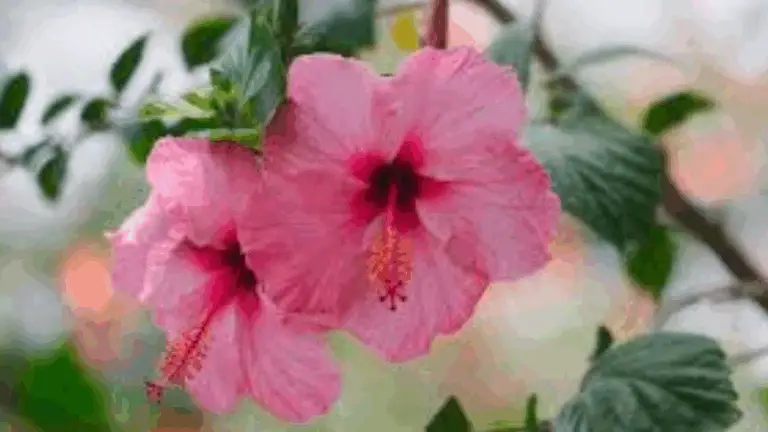 HIBISCO: UNA FLOR EXÓTICA LLENA DE COLOR, SALUD Y ENCANTO