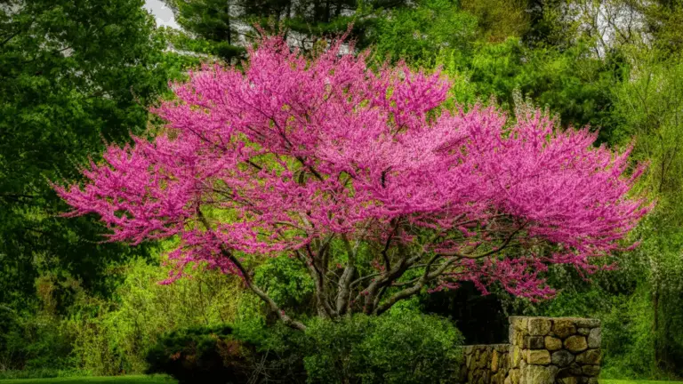 ÁRBOLES QUE FLORECEN: TRANSFORMA TU JARDÍN EN UN ESPECTÁCULO DE COLOR Y VIDA