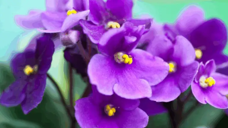 VIOLETA AFRICANA: BELLEZA Y ENCANTO EN UNA MACETA