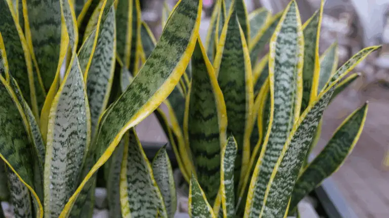 LA LANGUE DE BELLE-MÈRE: UN SECRETO QUE POCOS CONOCEN Y QUE TE SORPRENDERÁ