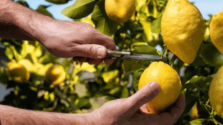 ¡HAZ ESTALLAR TU LIMÓN CON TANTOS FRUTOS Y SORPRENDE A TODOS!