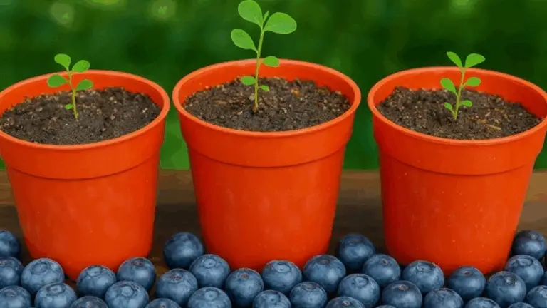 APRENDE A CULTIVAR MUYLLITAS EN MACETAS Y OLVIDATE DE COMPRAR LAS TUYAS