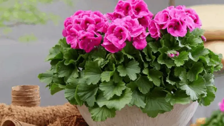 LOS GERANIOS, SI HACES ESTE MOVIMIENTO AL MENOS UNA VEZ AL MES, FLORECEN CONSTANTEMENTE