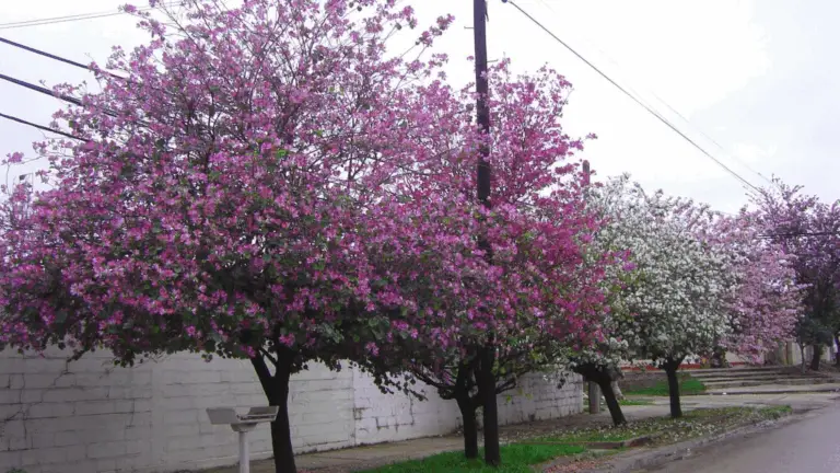 GUÍA RÁPIDA: LOS ÁRBOLES IDEALES PARA PLANTAR FUERA DE CASA SIN DAÑAR LA BANQUETA