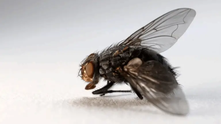 CON LA LLEGADA DEL TIEMPO MÁS CALUROSO, PREPÁRATE CON ESTA RECETA CASERA QUE ELIMINARÁ MOSCAS, MOSQUITOS Y INSECTOS EN TU CASA