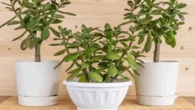 LA PLANTA DE JADE: UNA COMPÁÑERA ESENCIAL PARA TODOS LOS HOGARES