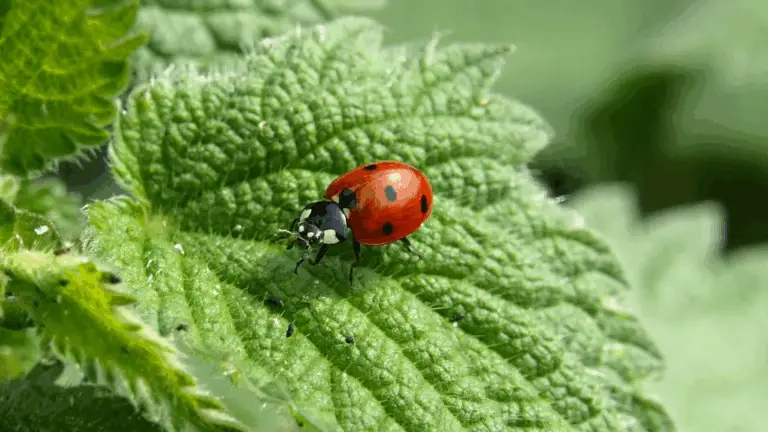 CÓMO ATRAER LAS CUCARACHAS Y PROTEGER TU JARDÍN NATURALMENTE