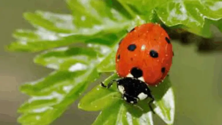 ¡ATENCIÓN! A VECES, LA LUCHA CONTRA LAS PLAGAS PUEDE DESTRUIR A NUESTROS MEJORES ALIADOS