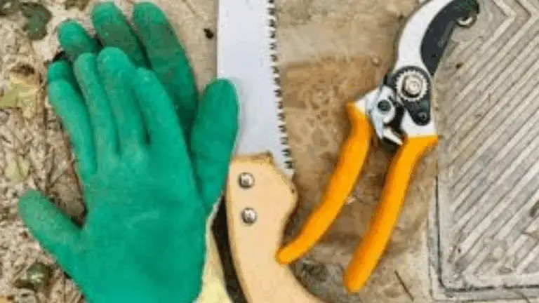 CÓMO DOMINAR EL ARTE DE PODAR TU LIMONERO PARA UNA COSECHA ABUNDANTE