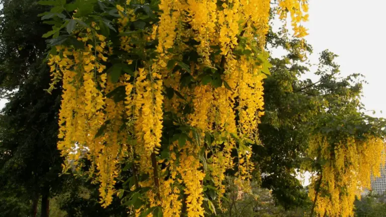 CÓMO COTIZAR Y CUIDAR EL ÁRBOL PLUIE D’OR, DESTACADO POR SUS FLORES AMARILLAS