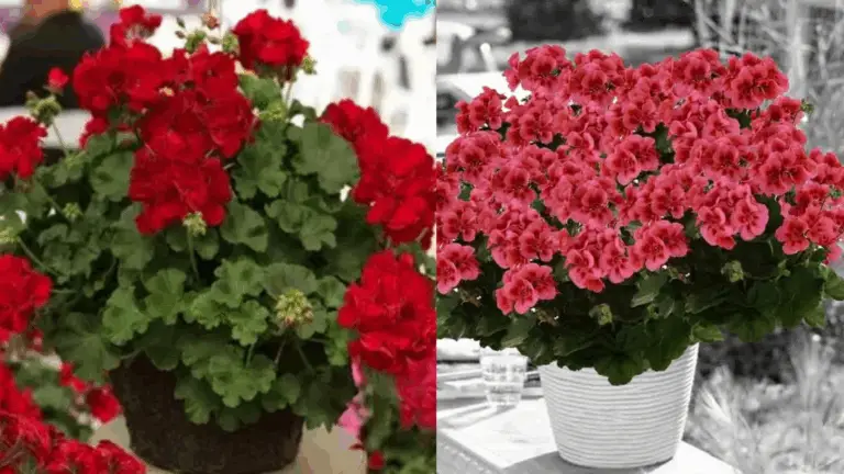 POR QUÉ ESTE ES EL ABONO MÁS PODEROSO PARA UNA FLORACIÓN ESPECTACULAR DE TUS GERANIOS