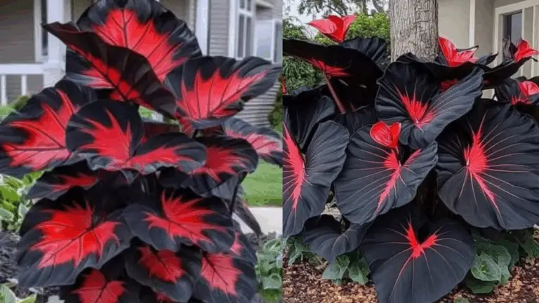DÚ CALADIUM: LA PLANTA QUE TRANSFORMA TU JARDÍN CON SU ELEGANCIA