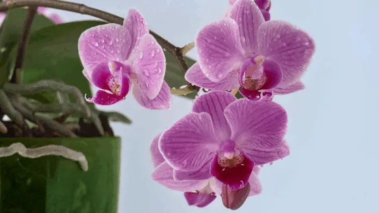 UNA TAZA AL MES Y HASTA UN TRONCO SECO SE LLENA DE FLORES: ¡MIS ORQUÍDEAS FLORECEN TODO EL AÑO!