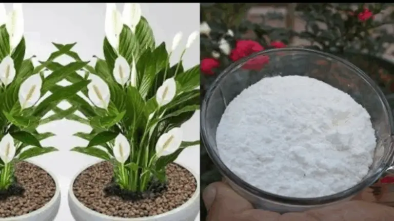 CON SOLO UNA Cucharada DE ESTE INGREDIENTE, HARÁS EXPLOTAR LA FLORACIÓN DE TUS PLANTAS