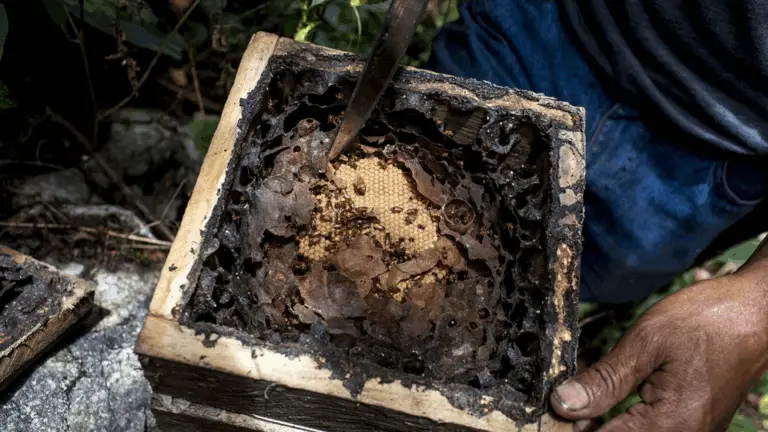 NO ES SOLO UNA CAJA DE MADERA LLENA DE ABEJAS… ES UNA FÁBRICA NATURAL DE VIDA