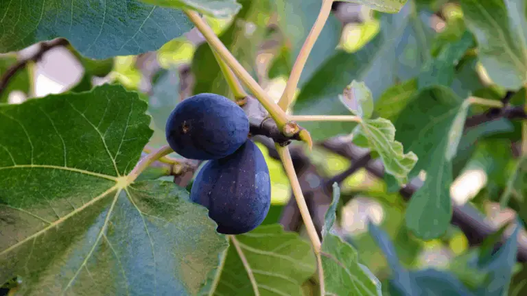 PODA TU HIGUERA: PASO A PASO
