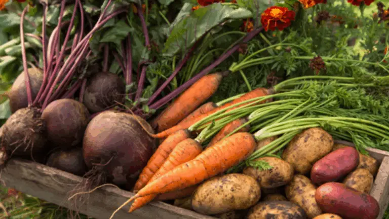 ¿QUÉ SEMBRAR EN MAYO? CONSEJOS PARA UNA HUERTA EXITOSA EN LA PRIMAVERA