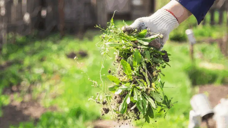 CONTROLAR LAS MALAS HIERBAS EN EL JARDÍN: LA MANERA MÁS EFICAZ Y SEGURA DE ELIMINARLAS
